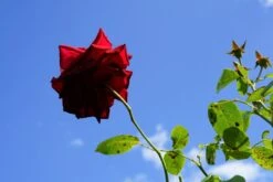 Klimroos (Rosa 'Velvet Star') -Tuinplanten Winkel rosa velvetstarlm03b