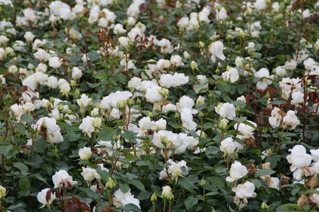 Grootbloemige Roos (Rosa 'Annapurna') 4 Grootbloemige Roos (Rosa 'Annapurna') - Afbeelding 2