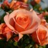 Bodembedekkende Roos (Rosa 'Aprikola') -Tuinplanten Winkel rosa aprikola