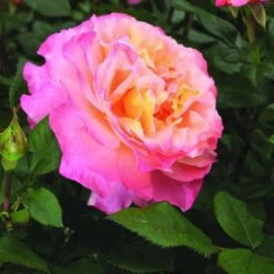 Grootbloemige Roos (Rosa 'Augusta Luise') -Tuinplanten Winkel rosa augusta luise