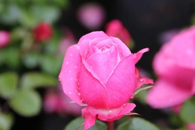 Trosroos (Rosa 'Berleburg') 4 Trosroos (Rosa 'Berleburg') - Afbeelding 2