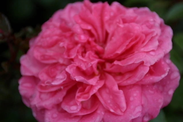 Trosroos (Rosa 'Berleburg') 3 Trosroos (Rosa 'Berleburg')