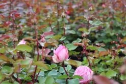 Grootbloemige Roos (Rosa 'Beverly') -Tuinplanten Winkel rosa beverly 2