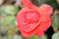 Klimroos (Rosa 'Bionda') 7 Klimroos (Rosa 'Bionda') -Tuinplanten Winkel rosa bionda 1