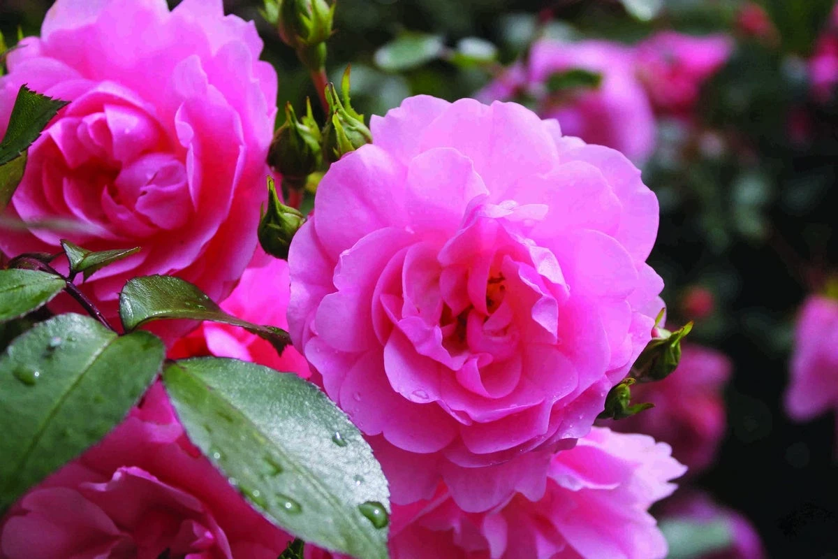 Stamroos (Rosa 'Bonica 82') 3 Stamroos (Rosa 'Bonica 82')