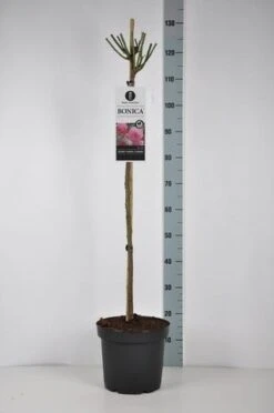 Stamroos (Rosa 'Bonica 82') 13 Stamroos (Rosa 'Bonica 82') -Tuinplanten Winkel rosa bonica stam90 kaal