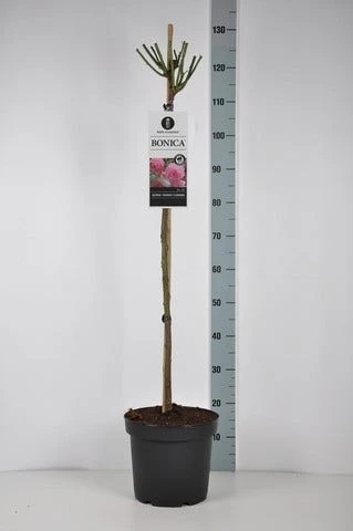 Stamroos (Rosa 'Bonica 82') 8 Stamroos (Rosa 'Bonica 82') - Afbeelding 6