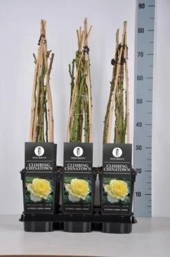 Klimroos (Rosa 'Climbing Chinatown') -Tuinplanten Winkel rosa climbing chinatown in de winter