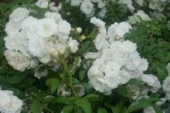 Stamroos (Rosa 'Crystal Fairy') -Tuinplanten Winkel rosa crystal fairy 1