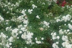 Stamroos (Rosa 'Crystal Fairy') -Tuinplanten Winkel rosa crystal fairy 2 1