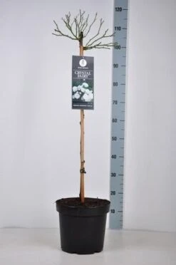 Stamroos (Rosa 'Crystal Fairy') -Tuinplanten Winkel rosa crystalfairy stam70 kaal