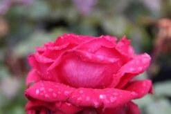 Grootbloemige Roos (Rosa 'Duftfestival') -Tuinplanten Winkel rosa duftfestival 2