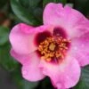 Persica Roos (Rosa 'Eyes On Me') 1 Persica Roos (Rosa 'Eyes On Me') -Tuinplanten Winkel rosa eyes on me
