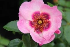 Persica Roos (Rosa 'Eyes On Me') -Tuinplanten Winkel rosa eyes on me 2
