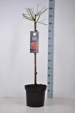 Stamroos (Rosa 'Fairy King') -Tuinplanten Winkel rosa fairyking stam70 kaal 1