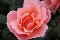 Trosroos (Rosa 'Fragrant Delight') -Tuinplanten Winkel rosa fragrant delight 1