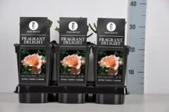 Trosroos (Rosa 'Fragrant Delight') -Tuinplanten Winkel rosa fragrant delight in de winter c3