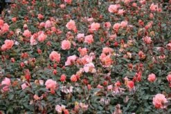 Trosroos (Rosa 'Fragrant Delight') -Tuinplanten Winkel rosa frangrant delight