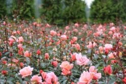 Trosroos (Rosa 'Fragrant Delight') -Tuinplanten Winkel rosa frangrant delight 2