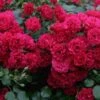 Bodembedekkende Roos (Rosa 'Gartnerfreude') -Tuinplanten Winkel rosa g rtnerfreude 1