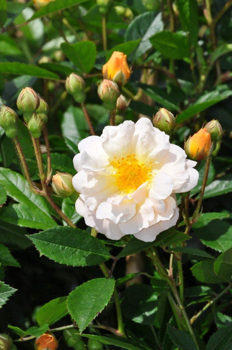 Klimroos (Rosa 'Ghislaine De Féligonde') 3 Klimroos (Rosa 'Ghislaine De Féligonde')