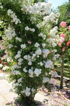 Miniklimroos (Rosa 'Guirlande D'Amour') 14 Miniklimroos (Rosa 'Guirlande D'Amour') -Tuinplanten Winkel rosa guirlande d amour