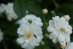 Miniklimroos (Rosa 'Guirlande D'Amour') 13 Miniklimroos (Rosa 'Guirlande D'Amour') -Tuinplanten Winkel rosa guirlande d amour 1