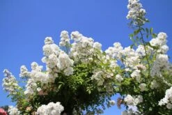 Miniklimroos (Rosa 'Guirlande D'Amour') 15 Miniklimroos (Rosa 'Guirlande D'Amour') -Tuinplanten Winkel rosa guirlande d amour 2 2