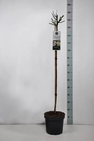 Stamroos (Rosa 'Guirlande D'Amour') 6 Stamroos (Rosa 'Guirlande D'Amour') - Afbeelding 4