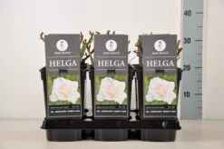 Grootbloemige Roos (Rosa 'Helga') -Tuinplanten Winkel rosa helga in de winter c3