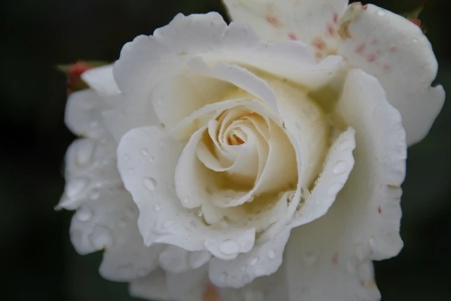 Trosroos (Rosa 'Kristallperle') 3 Trosroos (Rosa 'Kristallperle')