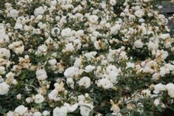 Trosroos (Rosa 'Kristallperle') 5 Trosroos (Rosa 'Kristallperle') -Tuinplanten Winkel rosa kristallperle 2