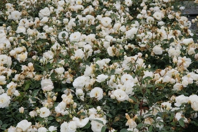 Trosroos (Rosa 'Kristallperle') 4 Trosroos (Rosa 'Kristallperle') - Afbeelding 2