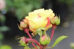 Trosroos (Rosa 'Lampion') -Tuinplanten Winkel rosa lampion 2