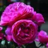 Stamroos (Rosa 'Leonardo Da Vinci') -Tuinplanten Winkel rosa leonardo da vinci
