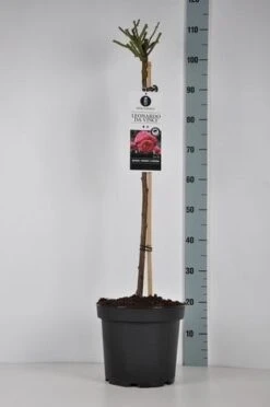 Stamroos (Rosa 'Leonardo Da Vinci') -Tuinplanten Winkel rosa leonardodavinci stam70 kaal