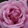 Grootbloemige Roos (Rosa 'Lila Wunder') -Tuinplanten Winkel rosa lila wunder