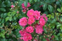 Bodembedekkende Roos (Rosa 'Lovely Fairy') -Tuinplanten Winkel rosa lovely fairy 1