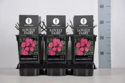 Bodembedekkende Roos (Rosa 'Lovely Fairy') -Tuinplanten Winkel rosa lovely fairy in de winter c3