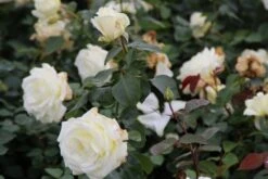 Grootbloemige Roos (Rosa 'Memoire') -Tuinplanten Winkel rosa memoire 2