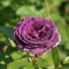 Trosroos (Rosa 'Minerva') -Tuinplanten Winkel rosa minerva