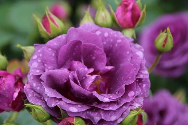 Trosroos (Rosa 'Minerva') 6 Trosroos (Rosa 'Minerva') - Afbeelding 4