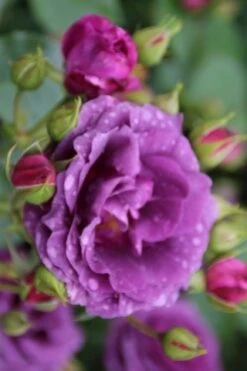 Trosroos (Rosa 'Minerva') 8 Trosroos (Rosa 'Minerva') -Tuinplanten Winkel rosa minerva 1