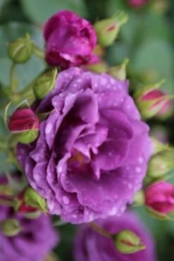 Stamroos (Rosa 'Minerva') -Tuinplanten Winkel rosa minerva 1 2