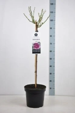 Stamroos (Rosa 'Minerva') -Tuinplanten Winkel rosa minerva stam70 kaal