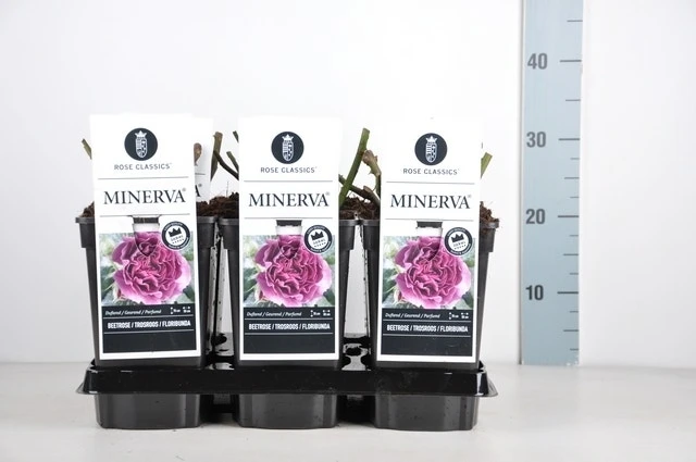 Trosroos (Rosa 'Minerva') 4 Trosroos (Rosa 'Minerva') - Afbeelding 2