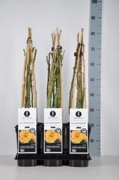 Klimroos (Rosa 'Moonlight')