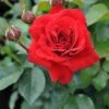 Trosroos (Rosa 'Nina Weibull') -Tuinplanten Winkel rosa nina weibull