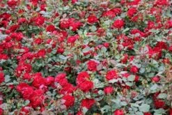 Trosroos (Rosa 'Nina Weibull') -Tuinplanten Winkel rosa nina weibull 2