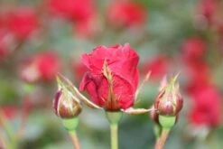 Trosroos (Rosa 'Nina Weibull') -Tuinplanten Winkel rosa nina weibull 3